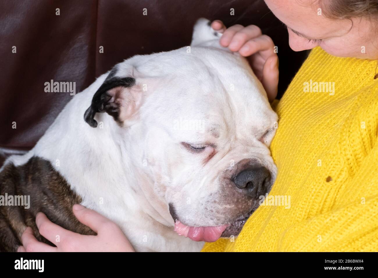 Girl holding Old English Bulldog, bulldog seems in love with the young woman Stock Photo