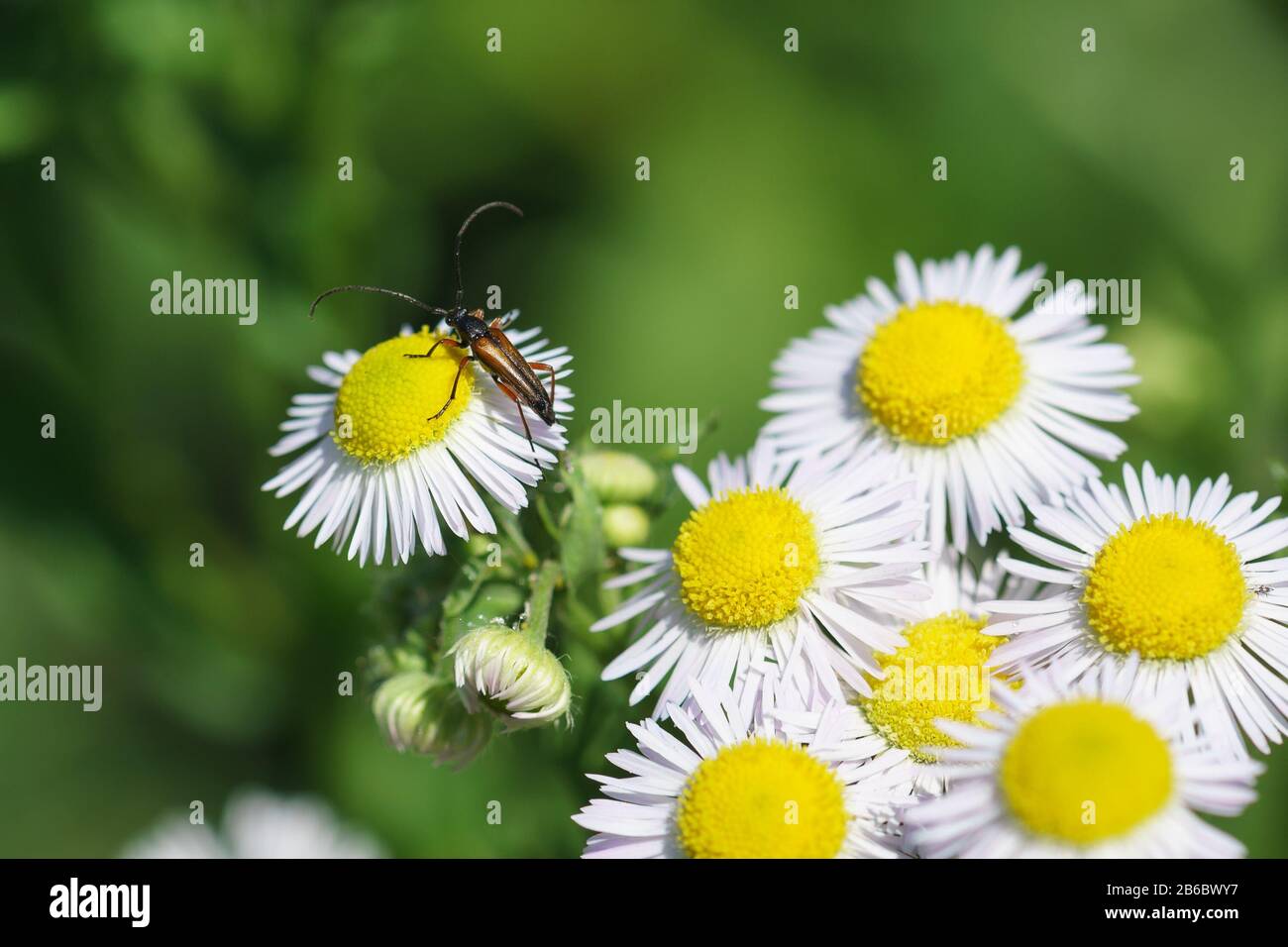 Stictoleptura rufa - beetle from the family of Longhorn beetles of the subfamily and Paciki, or lepturini (lat. Lepturinae) on the flowers of the onco Stock Photo