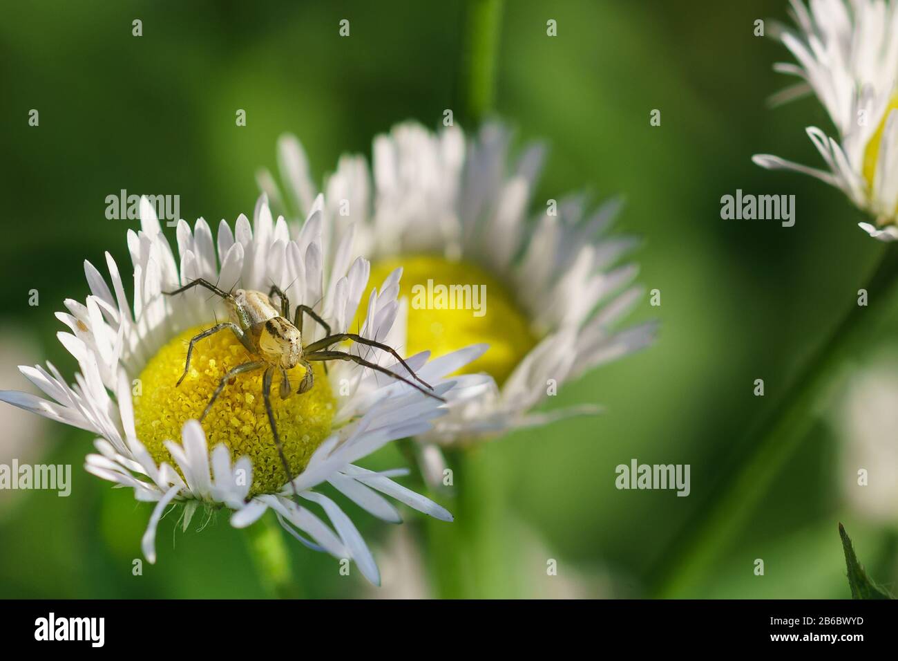 Spider-lynx Oxyopes lineatus on the annual small nest (lat. Erigeron annuus), also oncologic (Phalacroloma annuus) is a herbaceous plant genus of Melk Stock Photo
