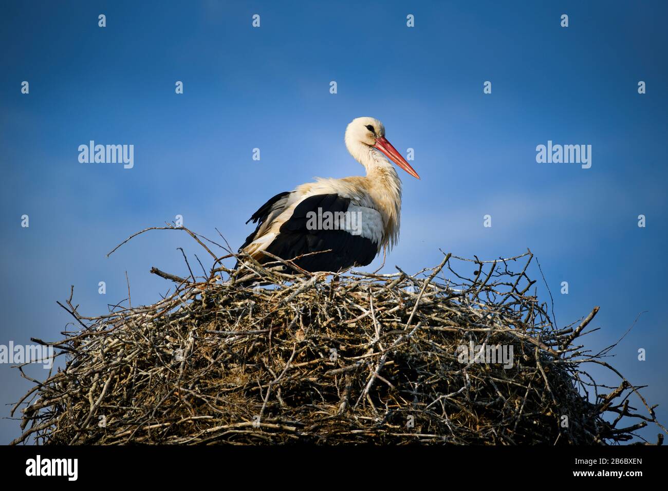 Storch, Nest, Schlepzig, Brandenburg, Deutschland Stock Photo