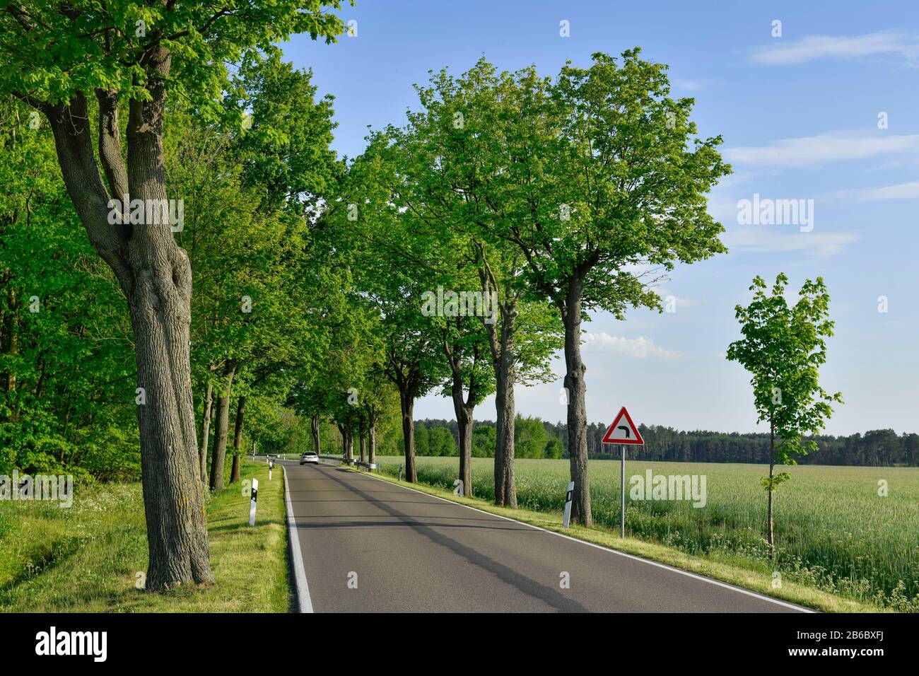 Allee, Bäume, Straße nahe Schlepzig, Spreewald, Brandenburg, Deutschland Stock Photo