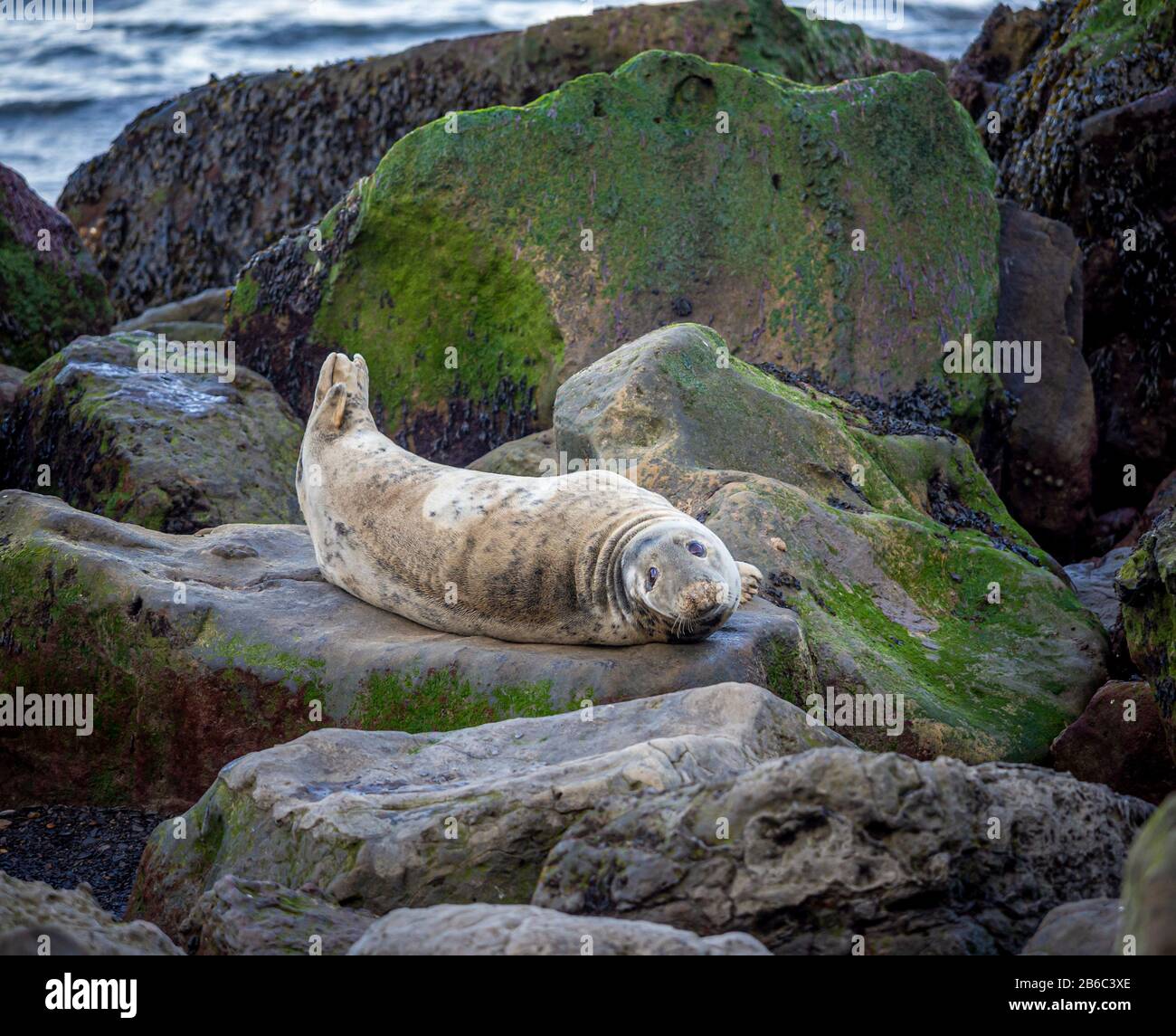 Seals at Ravenscar, North Yorkshire, UK. Stock Photo