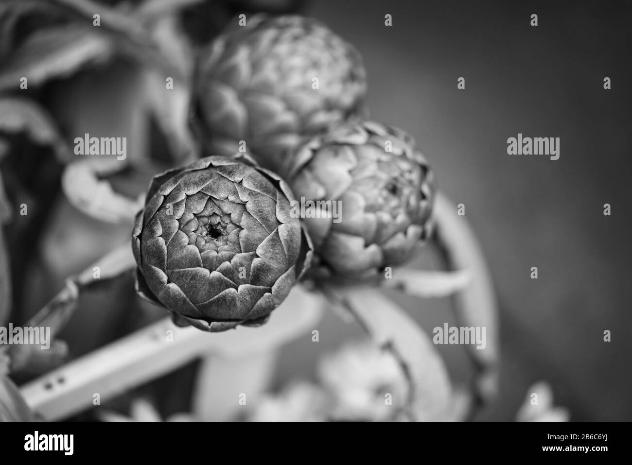 French artichoke Black and White Stock Photos & Images - Alamy