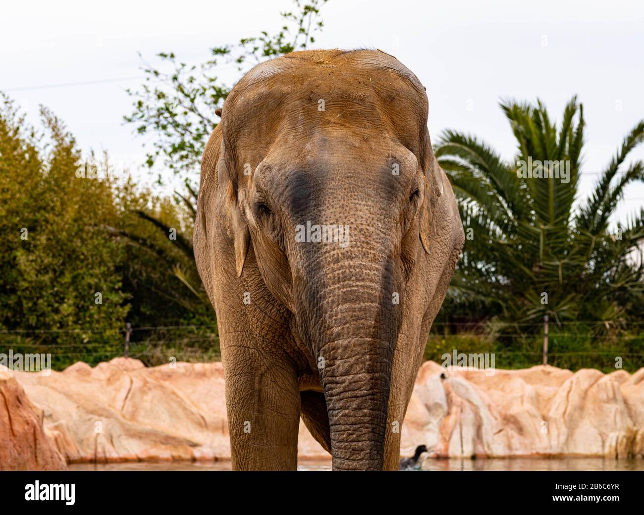 An Elephant Looks At The Camera Head On With Its Trunk Down Stock Photo