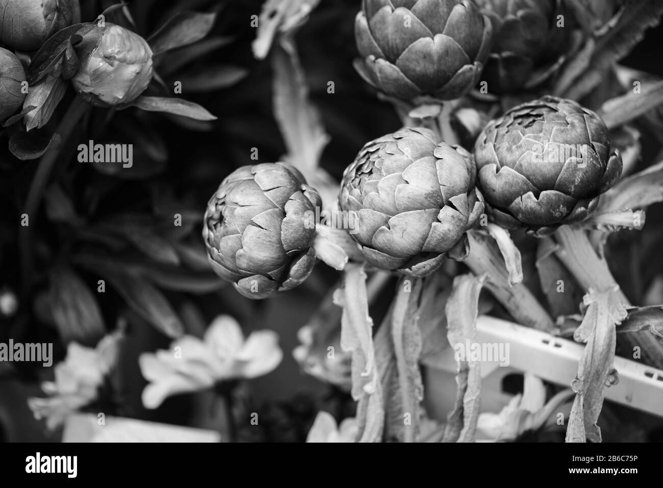 French artichoke Black and White Stock Photos & Images Alamy