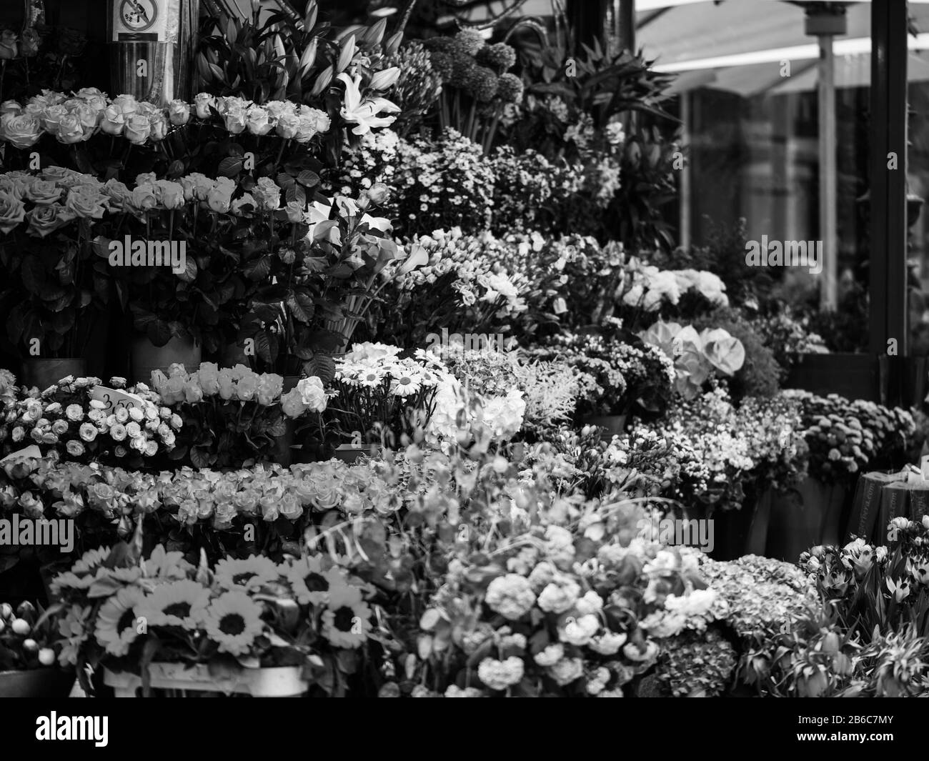 mix summer flowers close up view Stock Photo