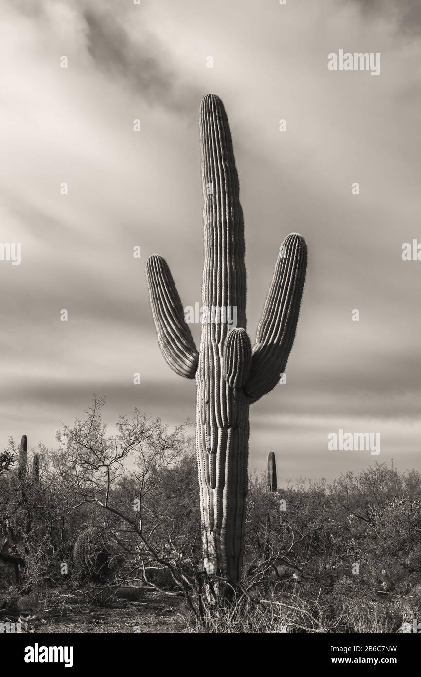 Saguaro cacti (Carnegiea gigantea), and surrounding plants at saguaro ...