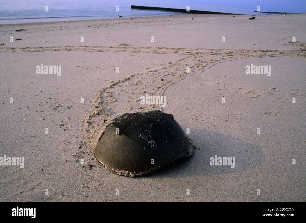 Horseshoe crab, Broadkill Beach, Delaware Stock Photo Alamy