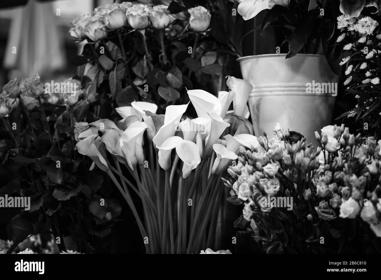 calla lily flower close up Stock Photo