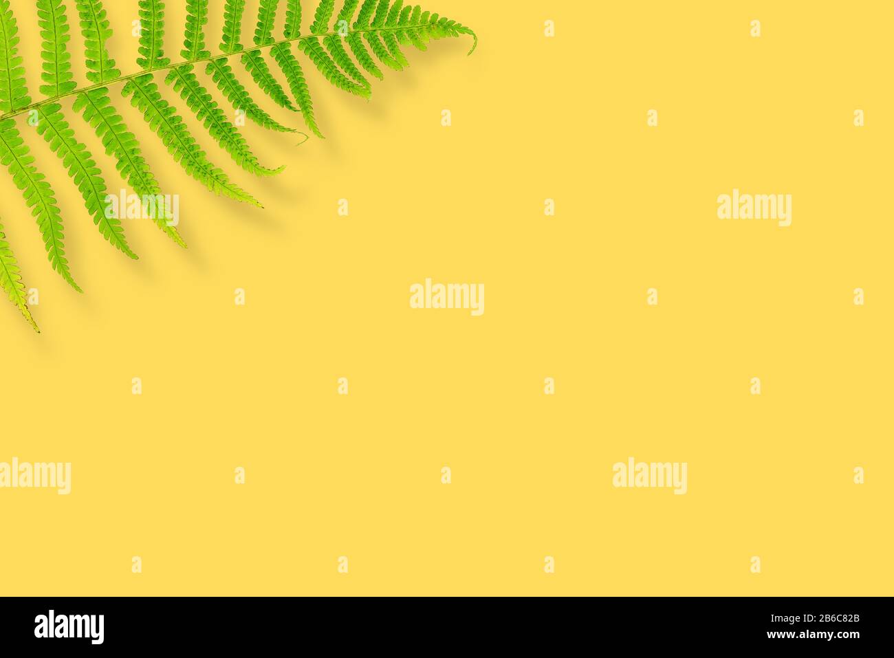 Fern on a yellow background. Summer concept. Top view, copy space Stock Photo