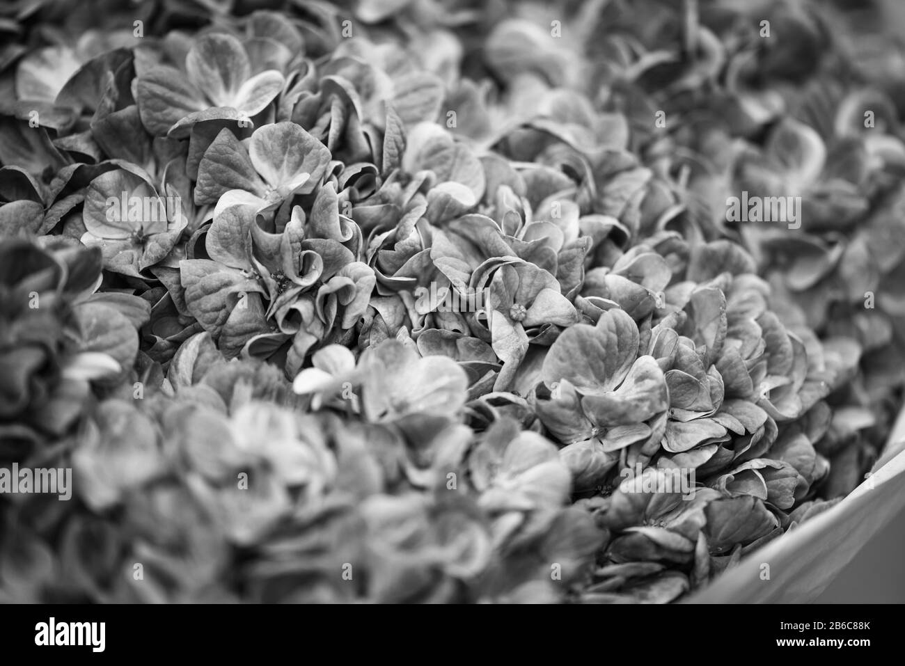hydrangea flower close up view Stock Photo - Alamy