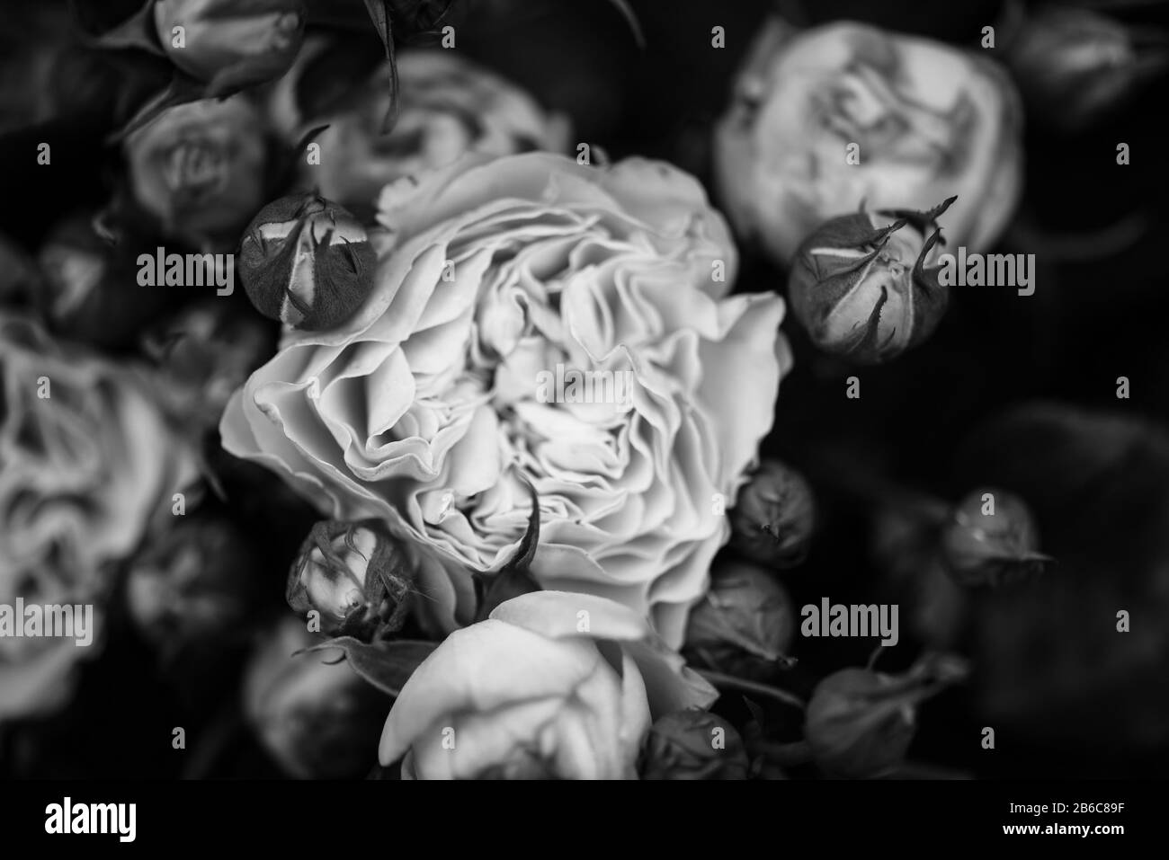 natural roses close up view Stock Photo - Alamy