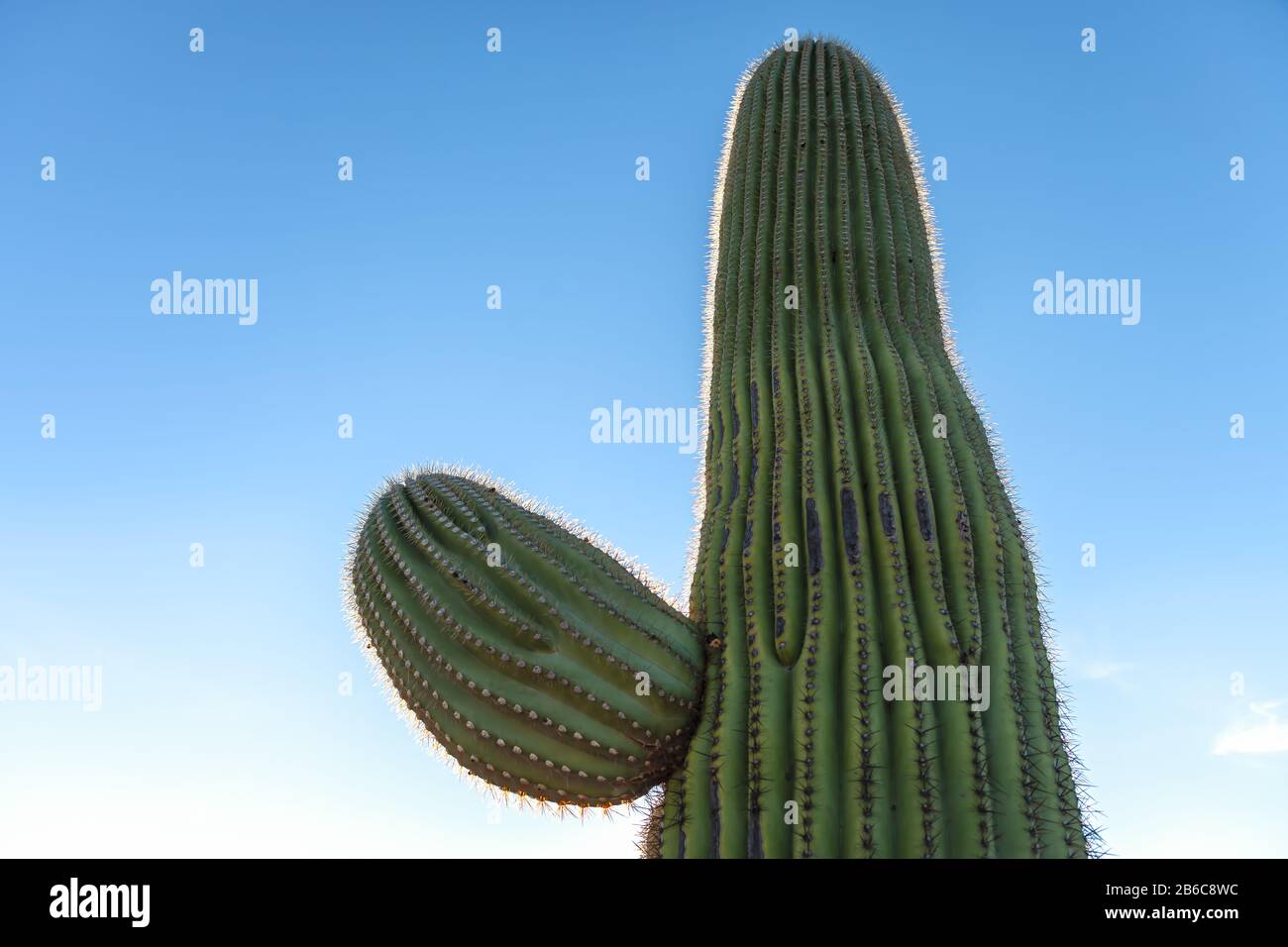 Close up at a saguaro cactus (Carnegiea gigantea), Saguaro National Park, Arizona, USA. Stock Photo