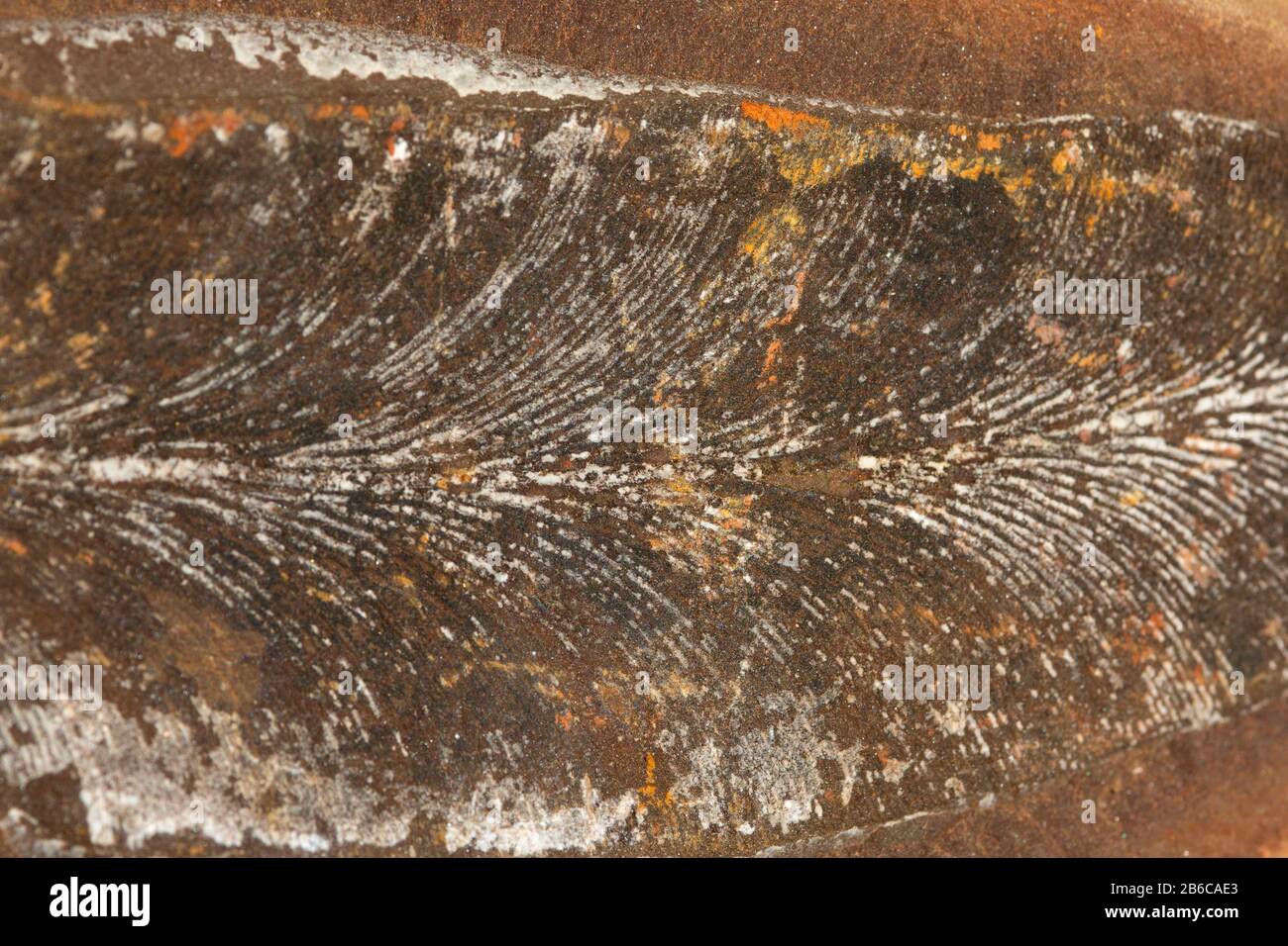 Mazon Creek fossils, Illinois Stock Photo