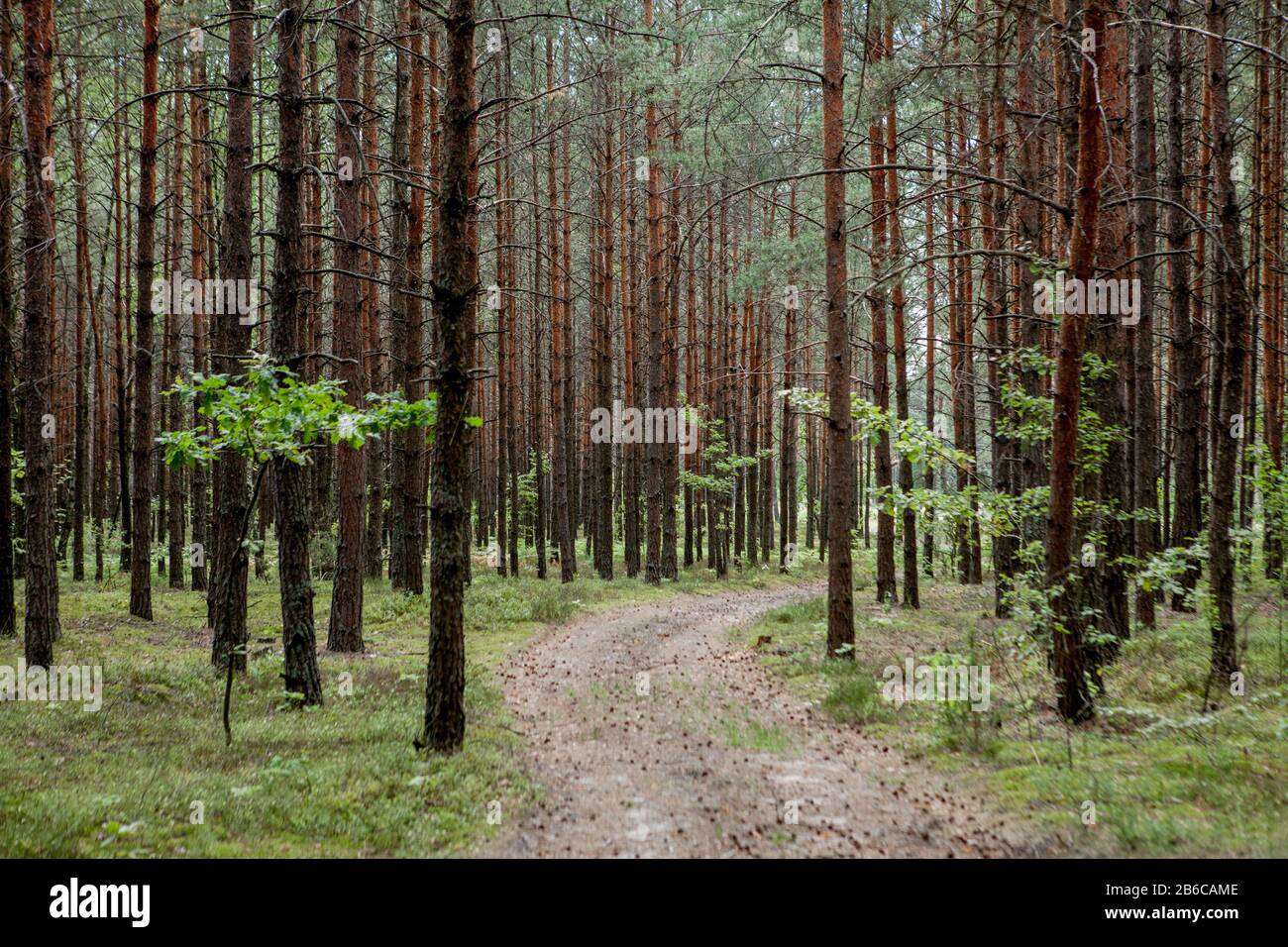 Early morning with sunrise in pine forest Stock Photo - Alamy