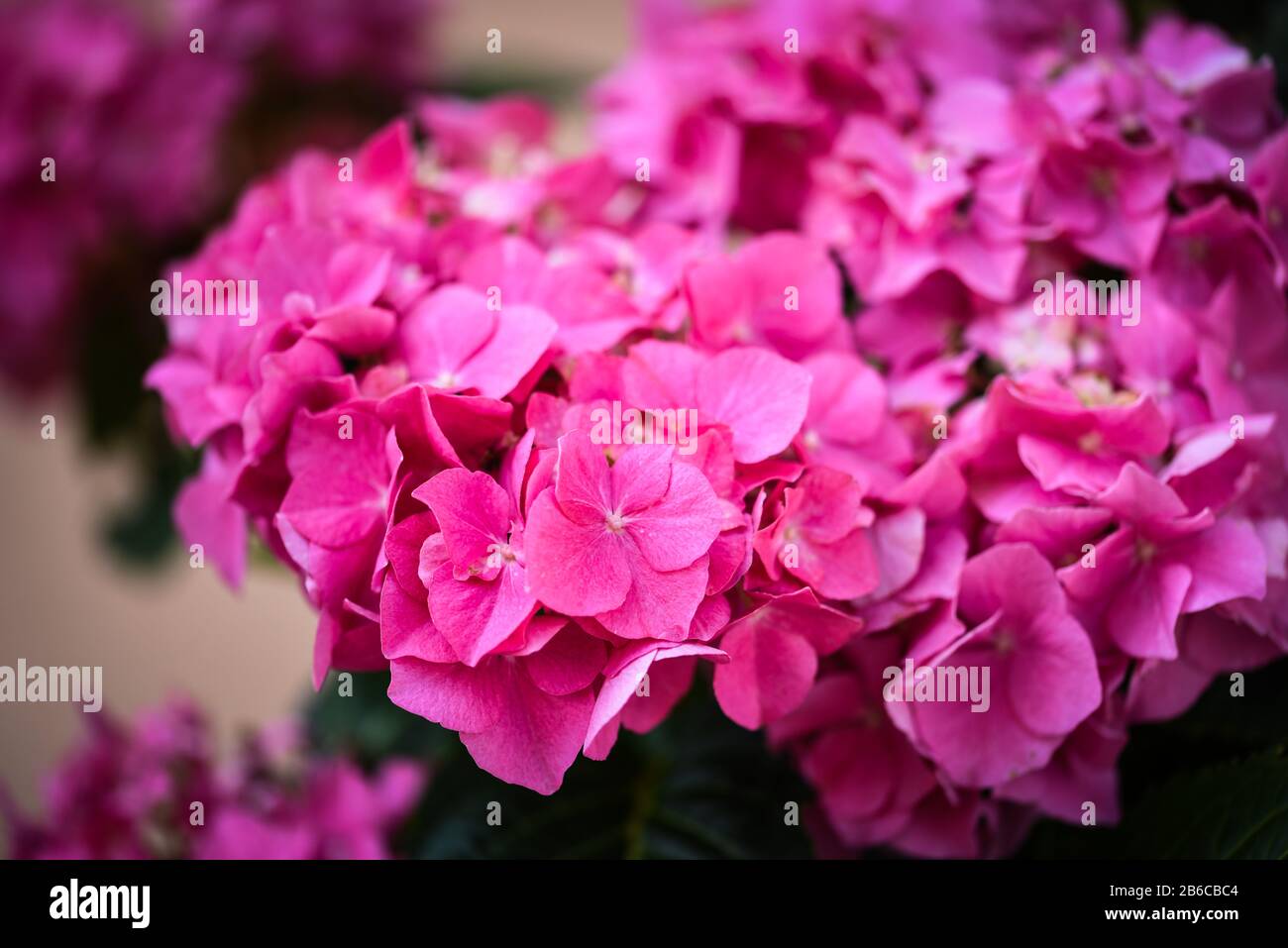hydrangea flower close up view Stock Photo - Alamy