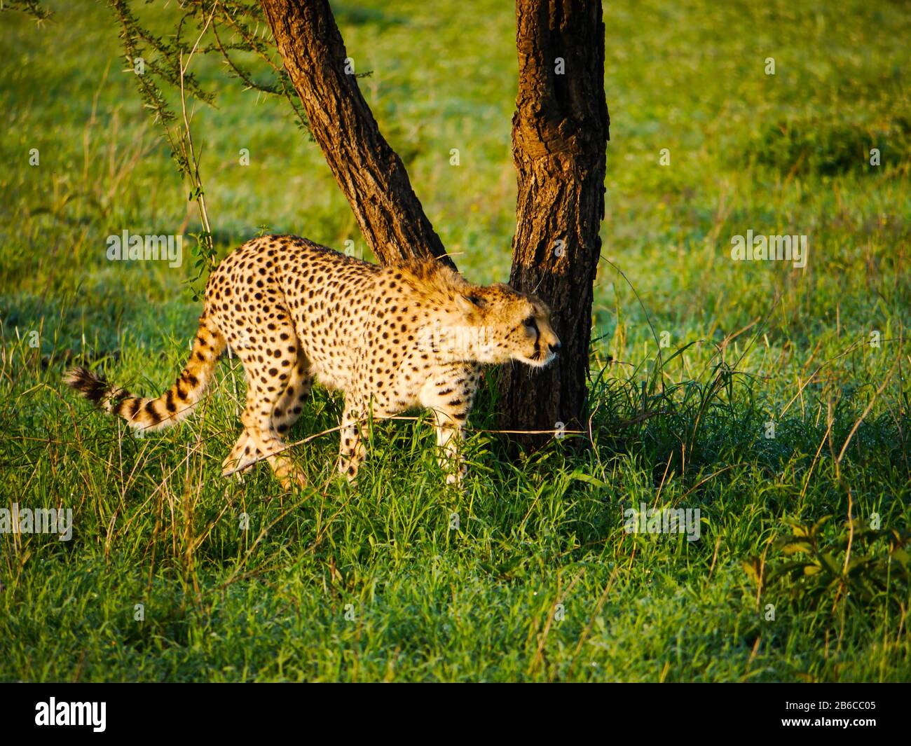 Cheetah (Acinonyx jubatus) walks in front of a tree in the Serengeti Nationalpark Stock Photo