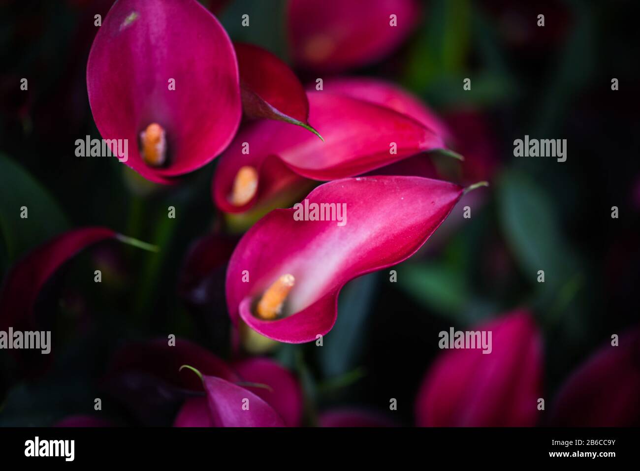 calla lily flower close up Stock Photo Alamy