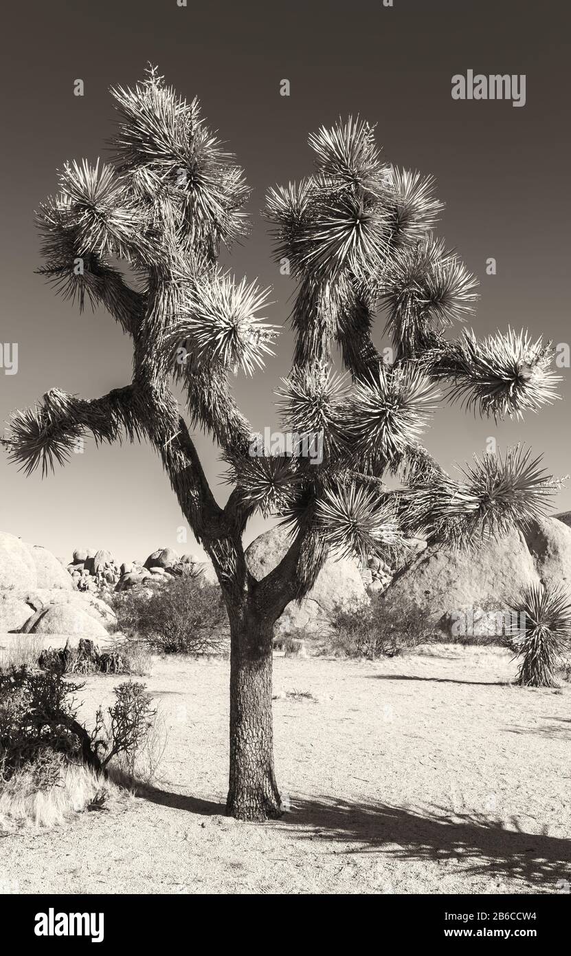 Joshua trees and the landscape at Joshua Tree National Park, California, USA, in black and white. Stock Photo