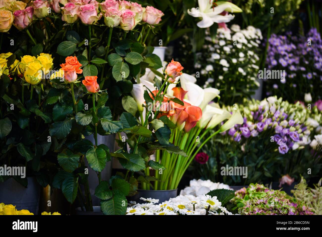 calla lily flower close up Stock Photo
