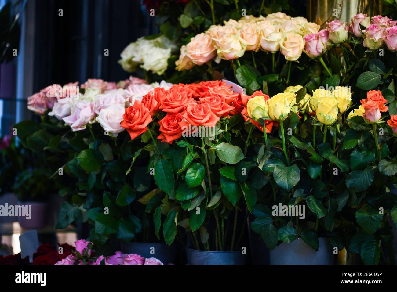 natural roses close up view Stock Photo - Alamy
