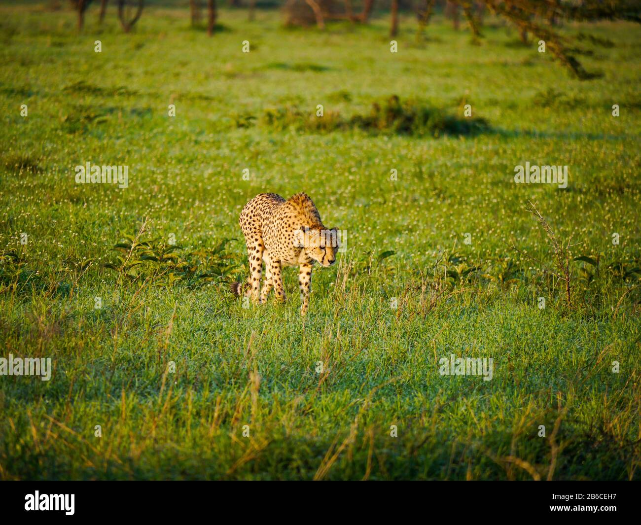 Cheetah (Acinonyx jubatus) climbed of a tree and walking through the Serengeti Nationalpark Stock Photo