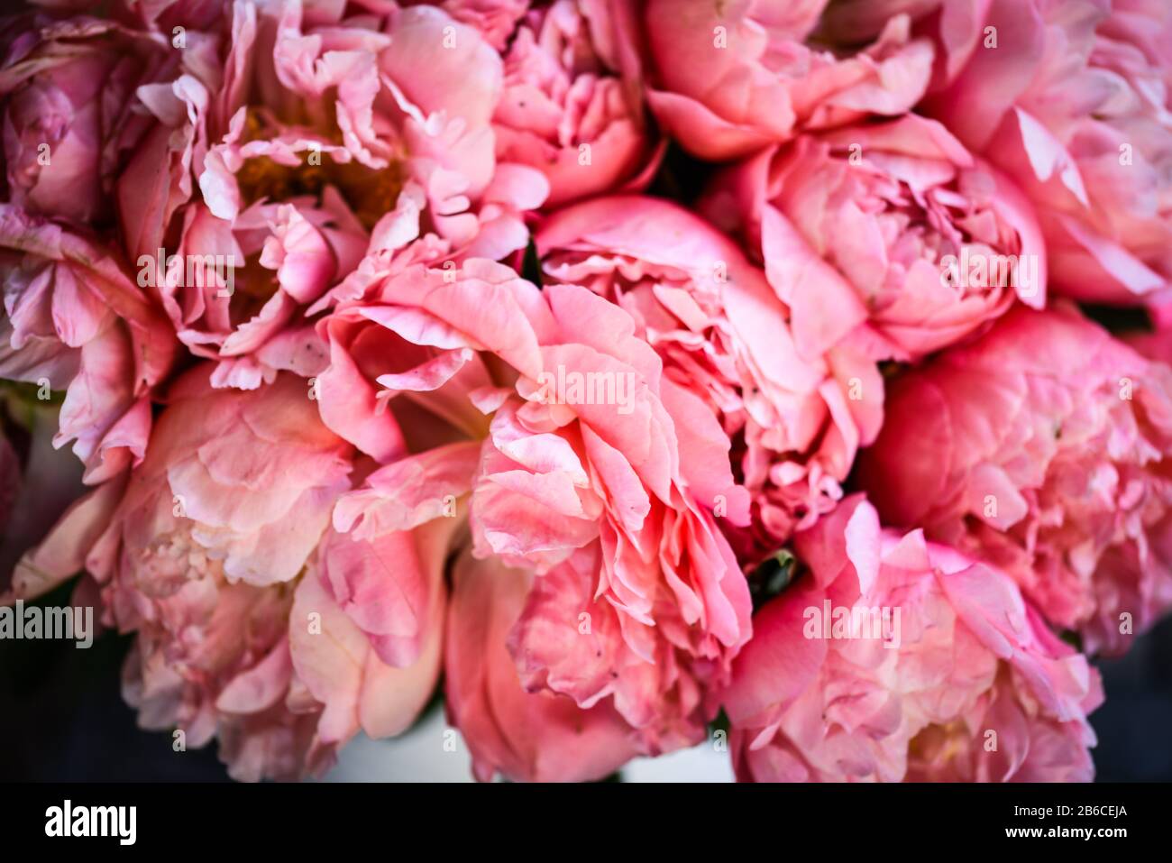 beautiful natural pink peonies close up Stock Photo - Alamy