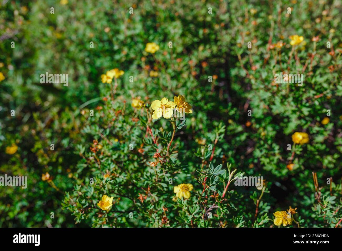 yellow flowering wild Potentilla shrub Stock Photo