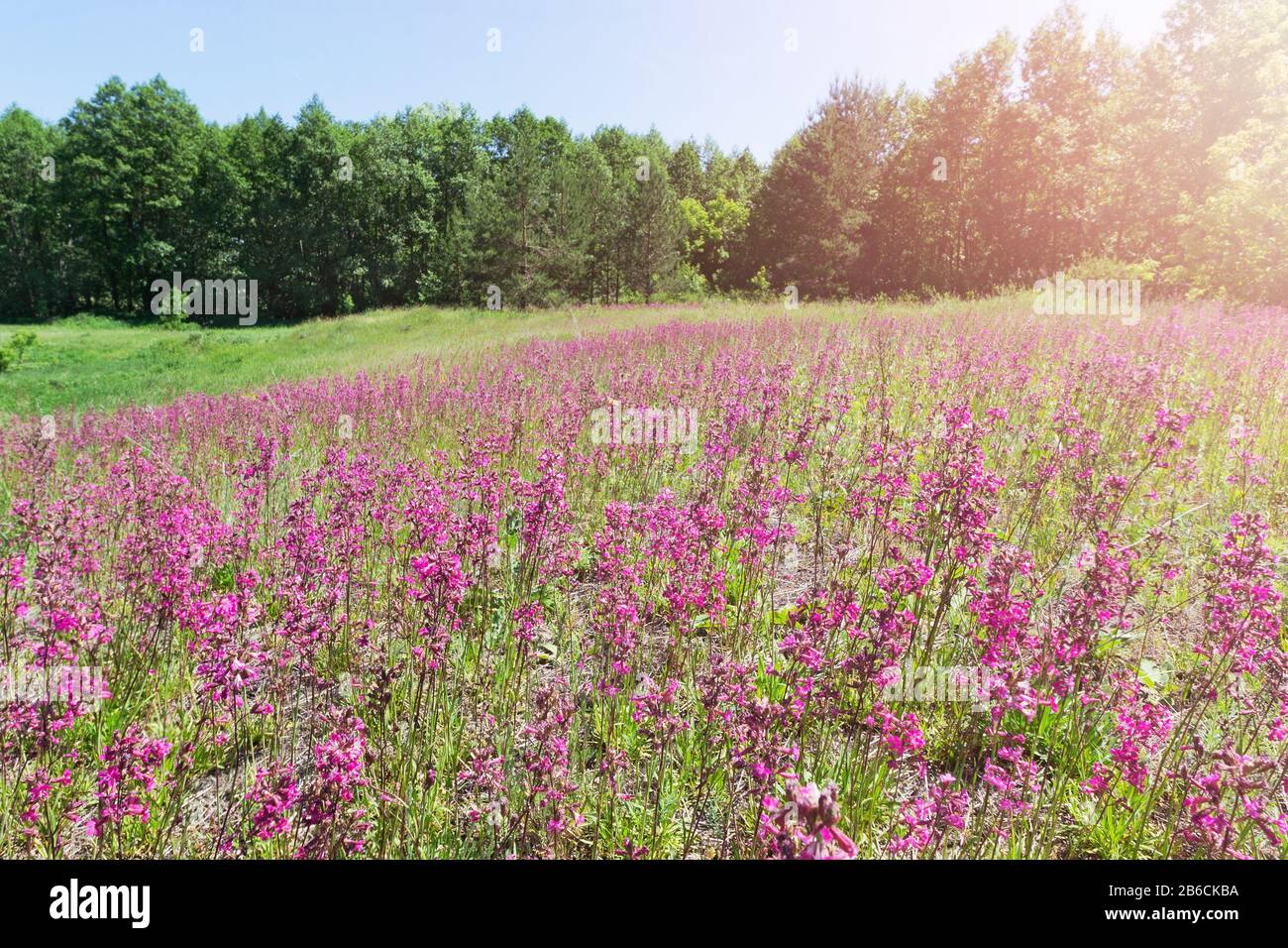 Landscape with a blooming field of red wild cloves Stock Photo