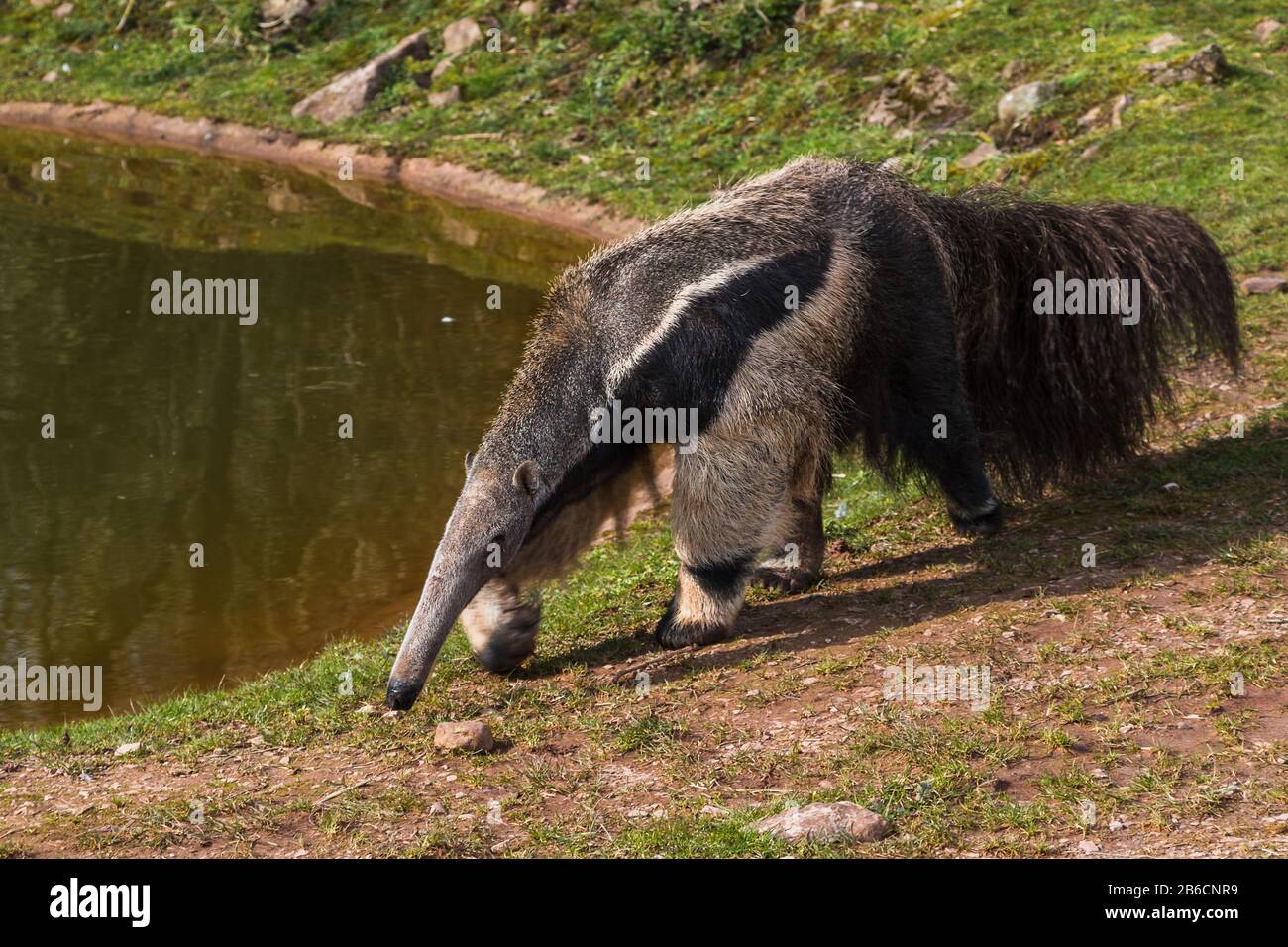 Close up of a Giant Anteater walking around an area of water. Stock Photo