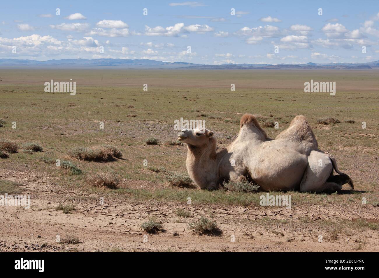 Camels Camelus bactrianus Sand Dunes on Horizon Stock Photo - Alamy