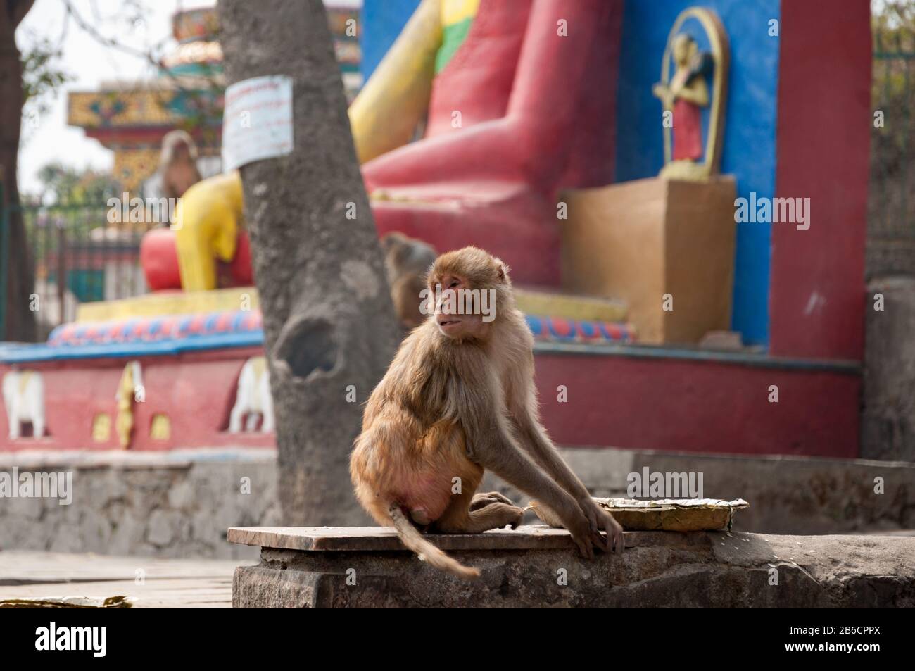 Buddhist temple monkey in Kathmandu, Nepal Stock Photo