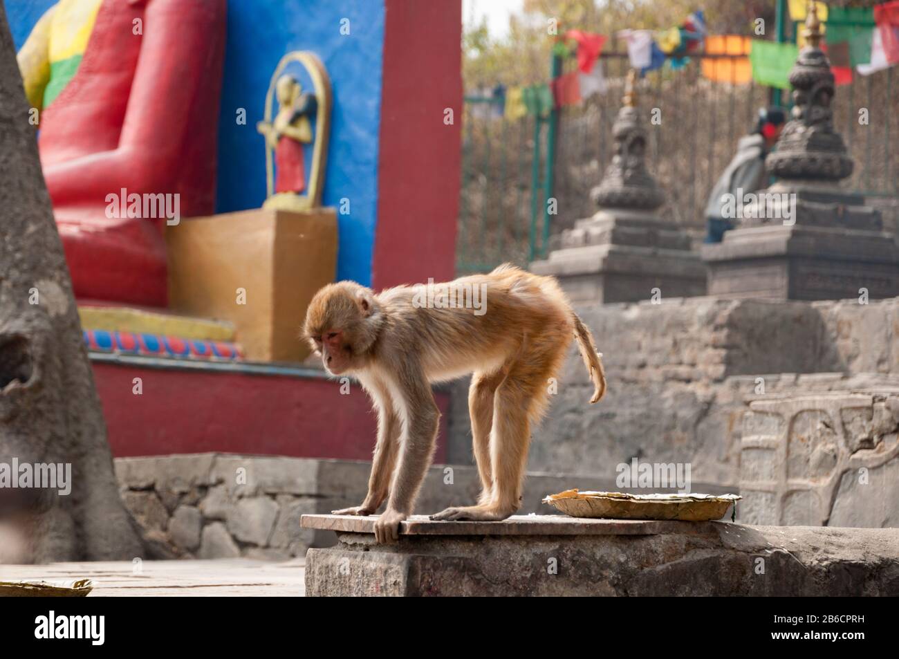 Buddhist temple monkey in Kathmandu, Nepal Stock Photo