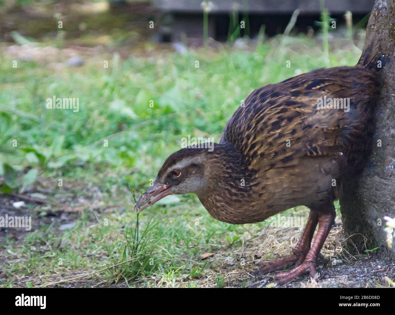Weka Gallirallus australis in a park at the South Island of New Zealand Stock Photo