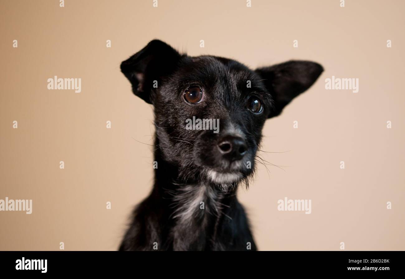 dog,cheerful dog, dog portrait Stock Photo