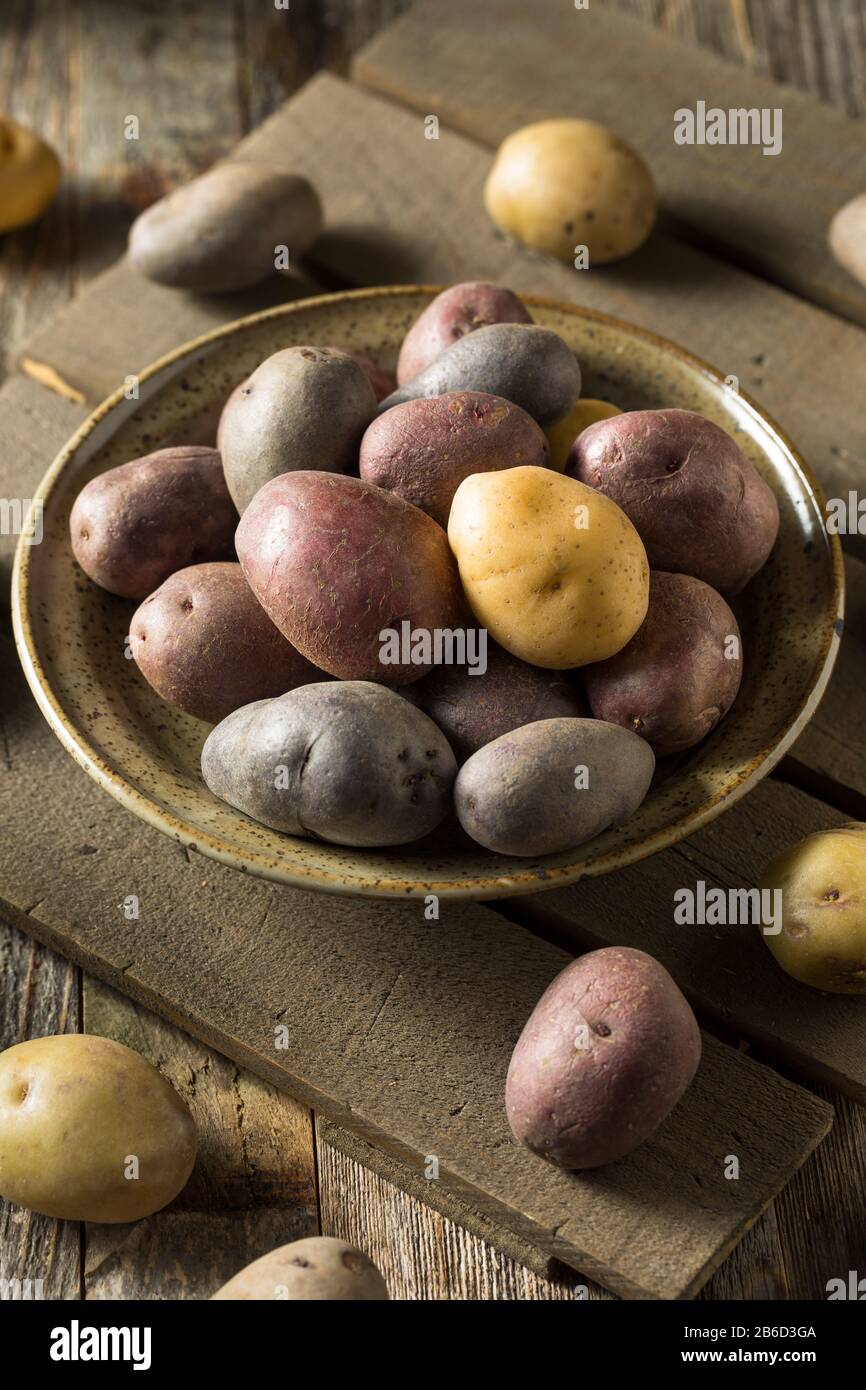 Raw Organic Rainbow Baby Potatoes in a Bowl Stock Photo Alamy