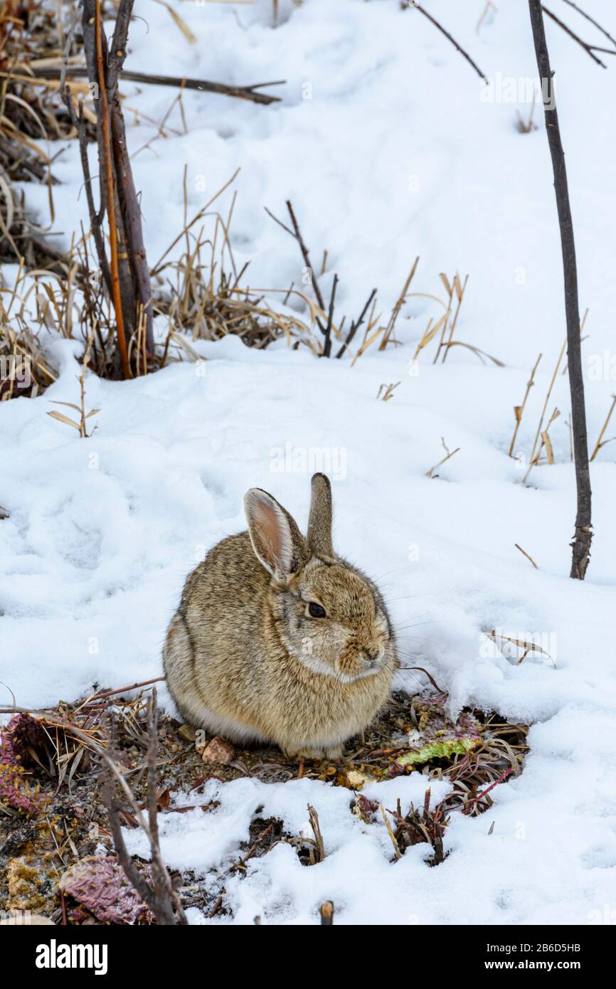 Mountain or Nuttall's Cottontail rabbit (Sylvilagus nuttalli) in winter snow, Castle Rock Colorado US. Photo taken in February. Stock Photo