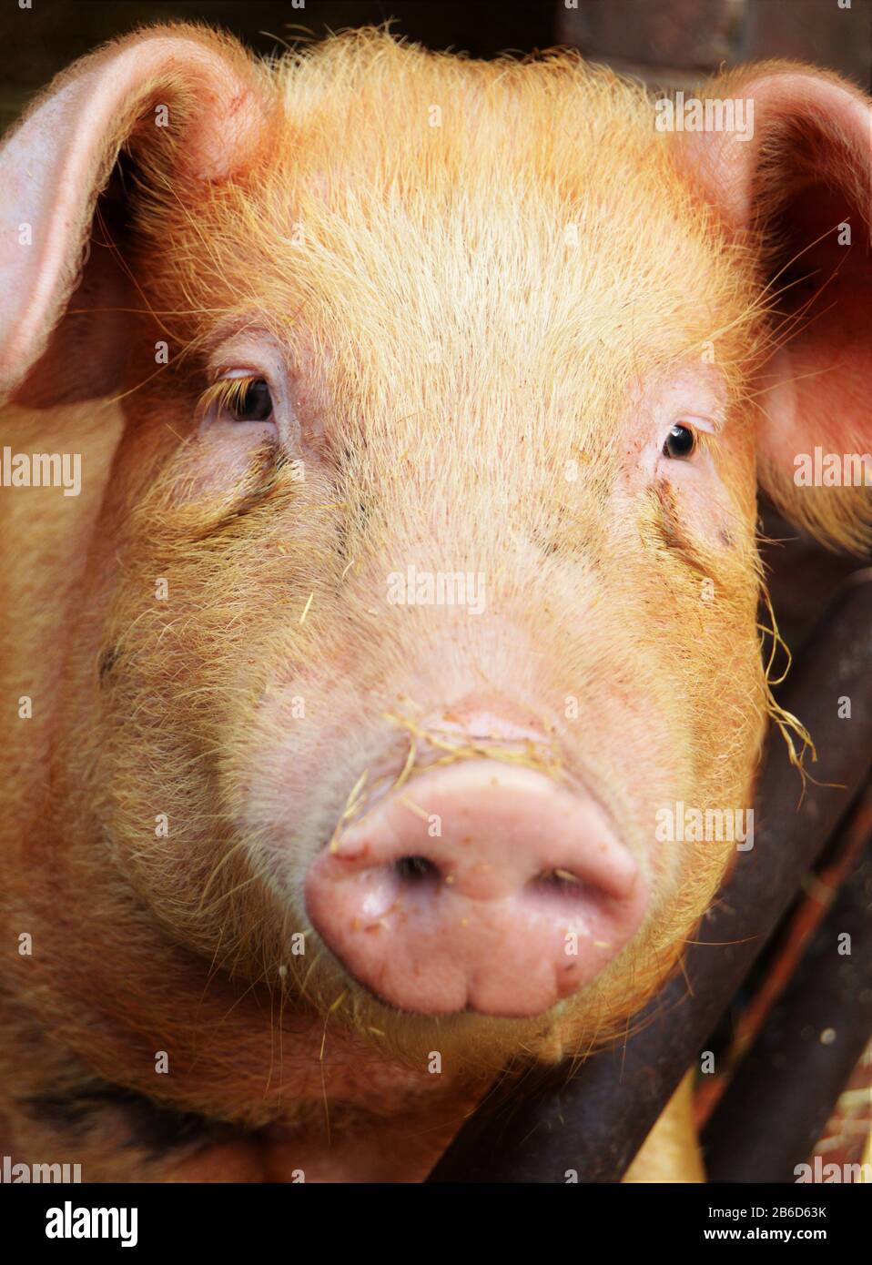 Duroc pig hi-res stock photography and images - Alamy