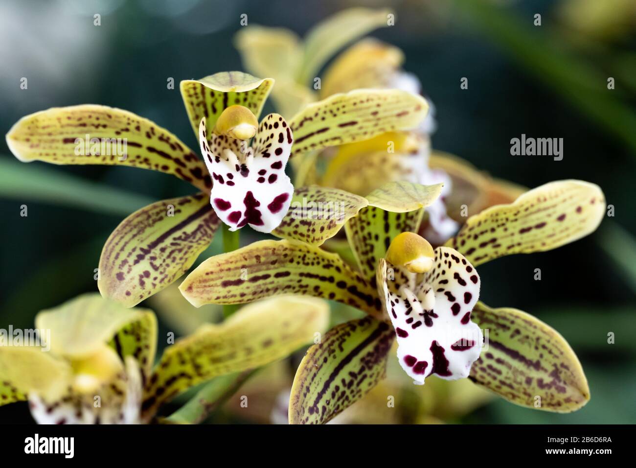 Beaterfull Cymbidium magic chocolate orchid close up. Cymbidium commonly known as boat orchids Stock Photo