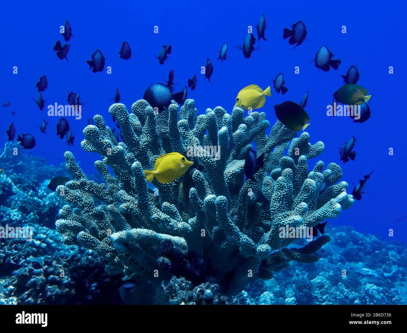 Yellow tang tropical fish with large school of damselfish surround antler coral in underwater image. Stock Photo