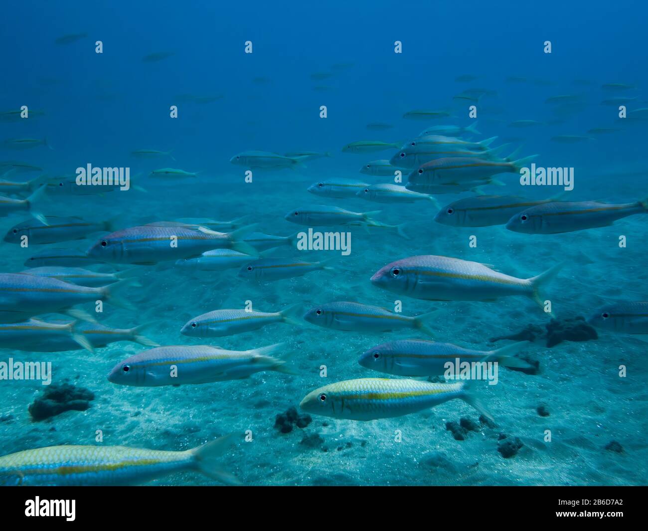 School of fish swimming over sandy ocean floor in blue underwater image. Stock Photo