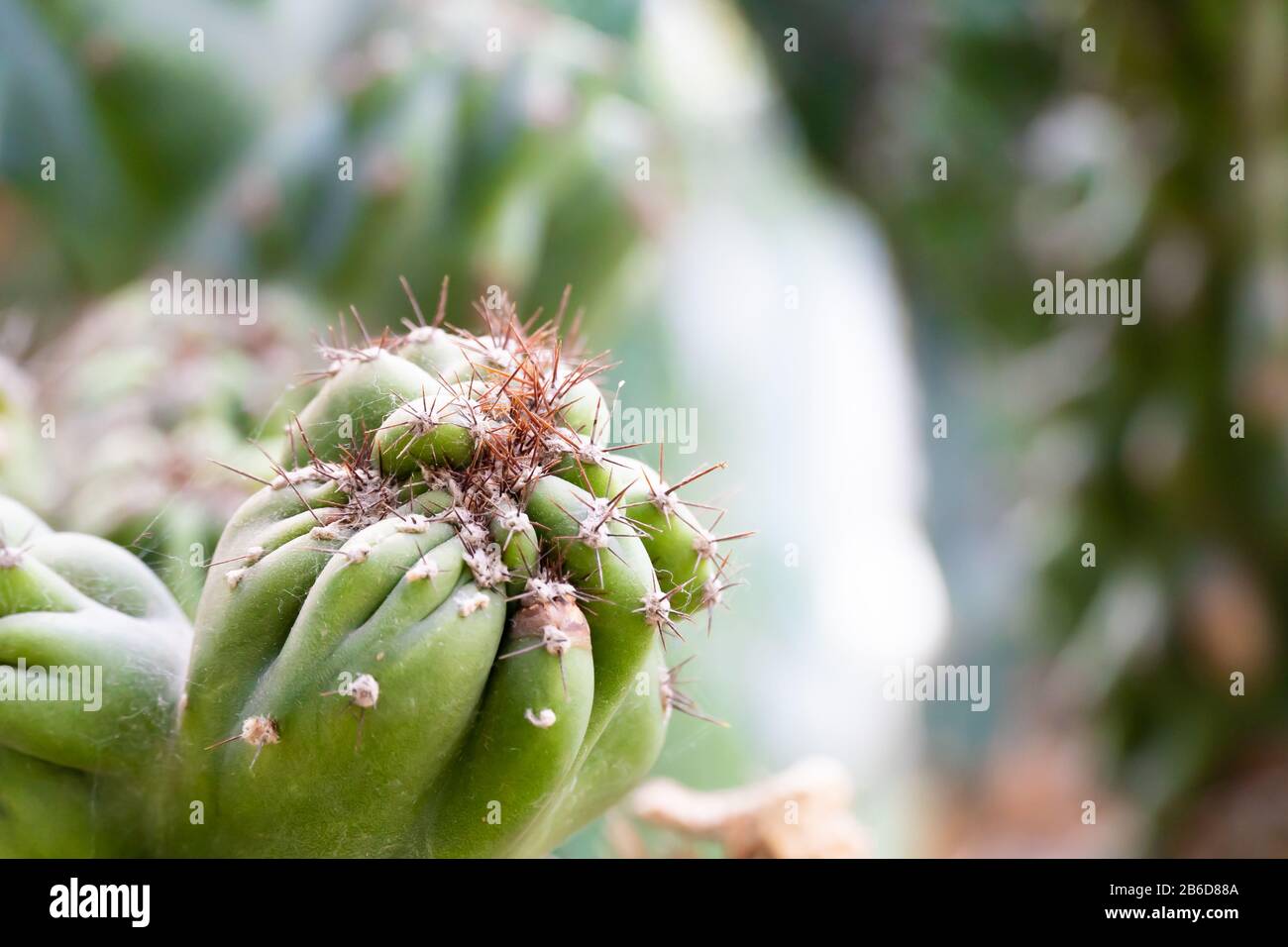 cactus close up for ilustration or background Stock Photo