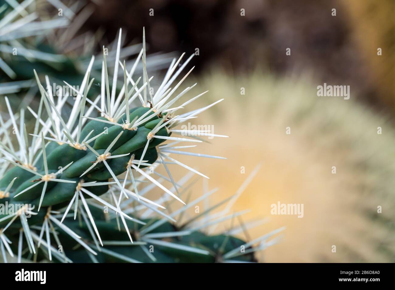 cactus close up for ilustration or background Stock Photo