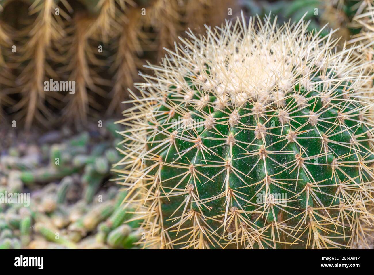 cactus close up for ilustration or background Stock Photo