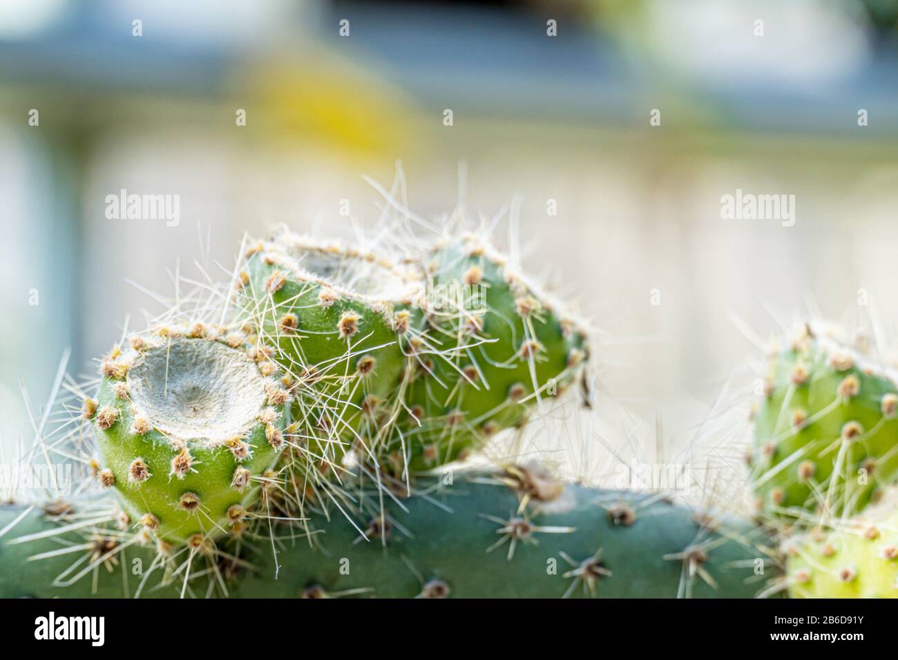 cactus close up for ilustration or background Stock Photo