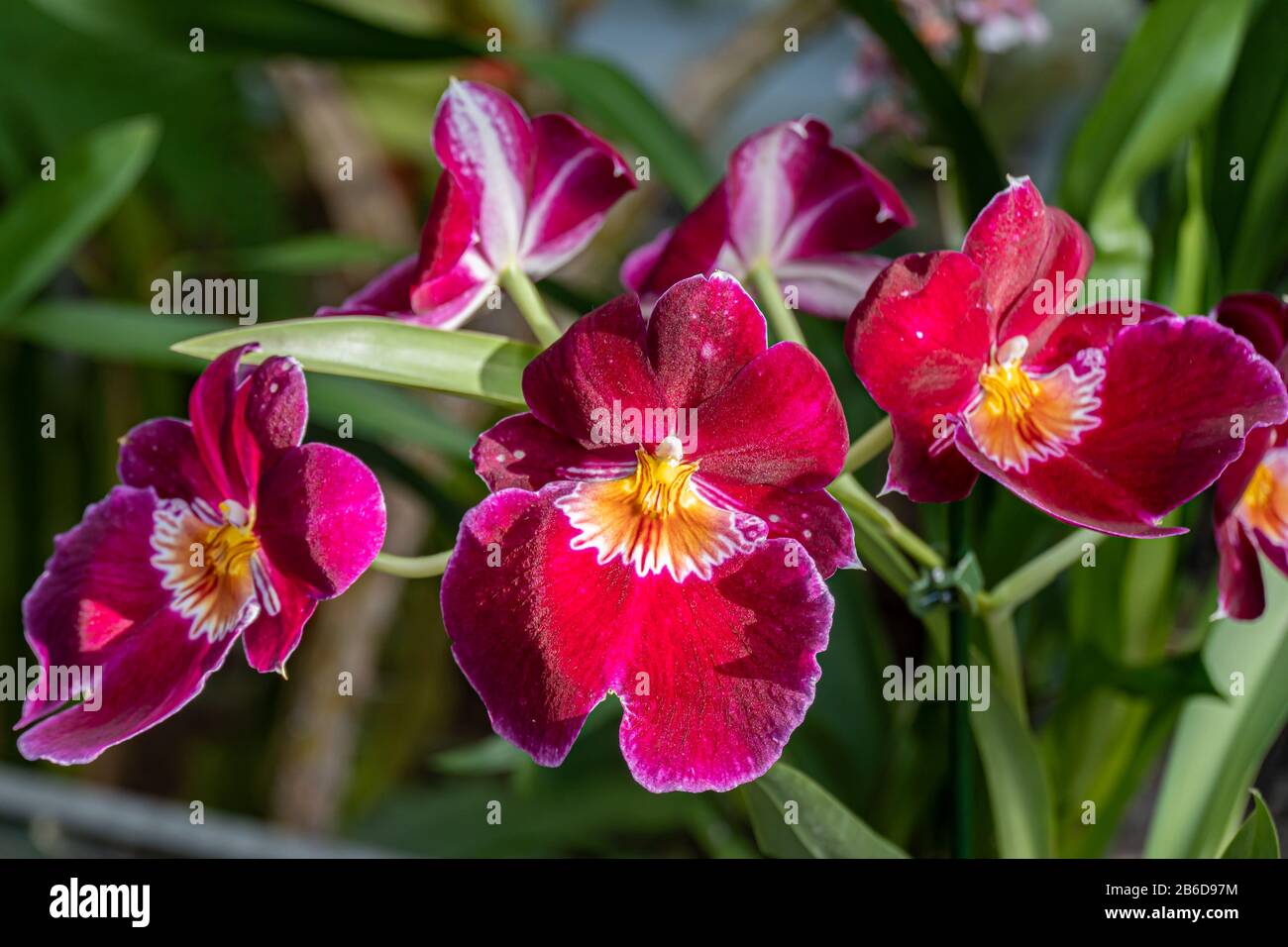 Beautiful pansy orchid. Miltonia orchids close up. Stock Photo