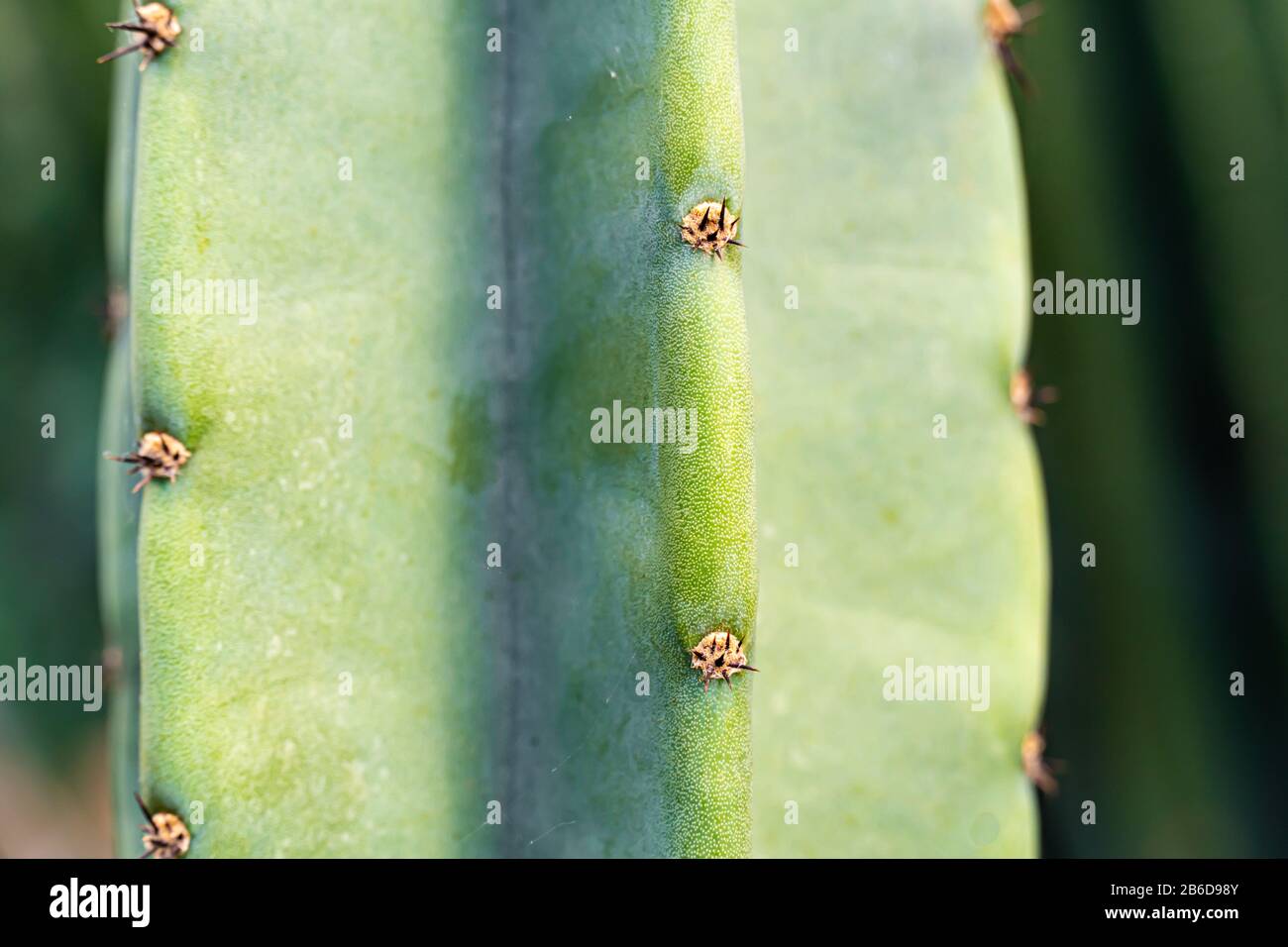 cactus close up for ilustration or background Stock Photo