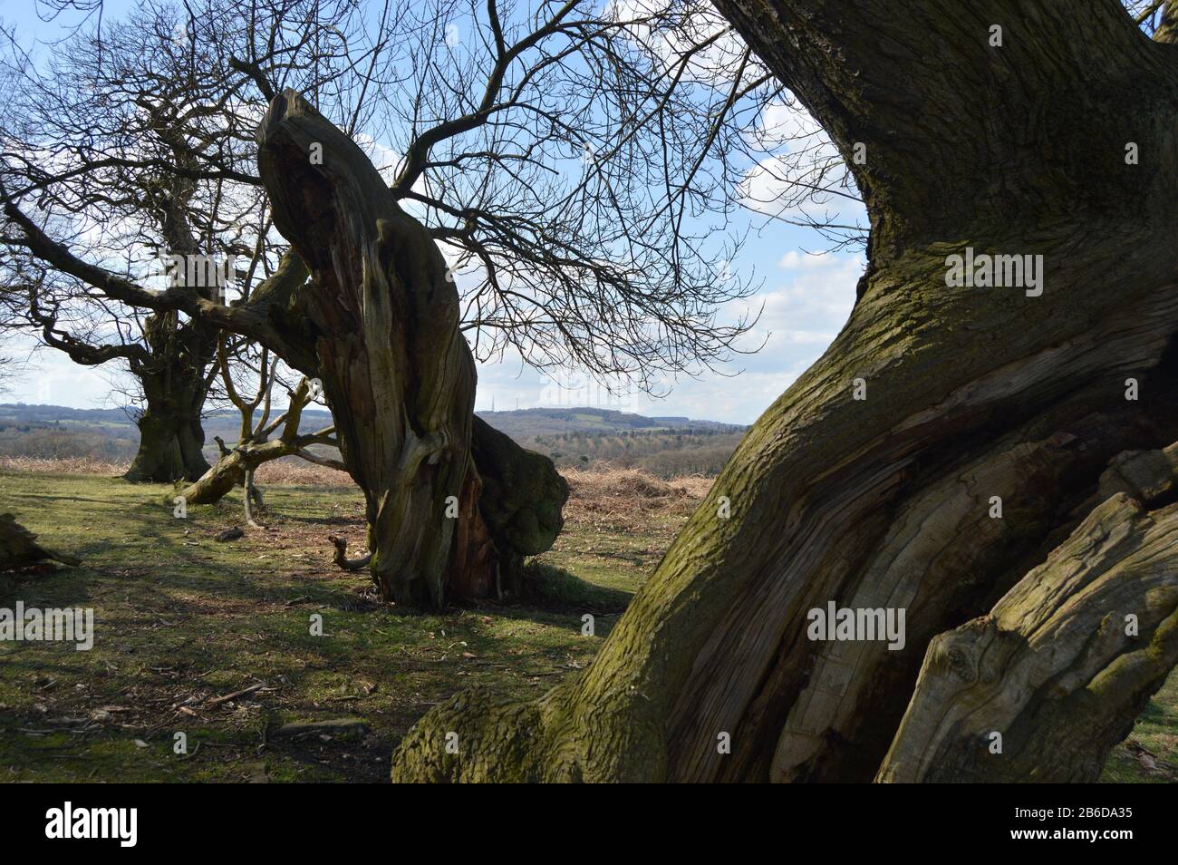 Bradgate park oak hi-res stock photography and images - Alamy