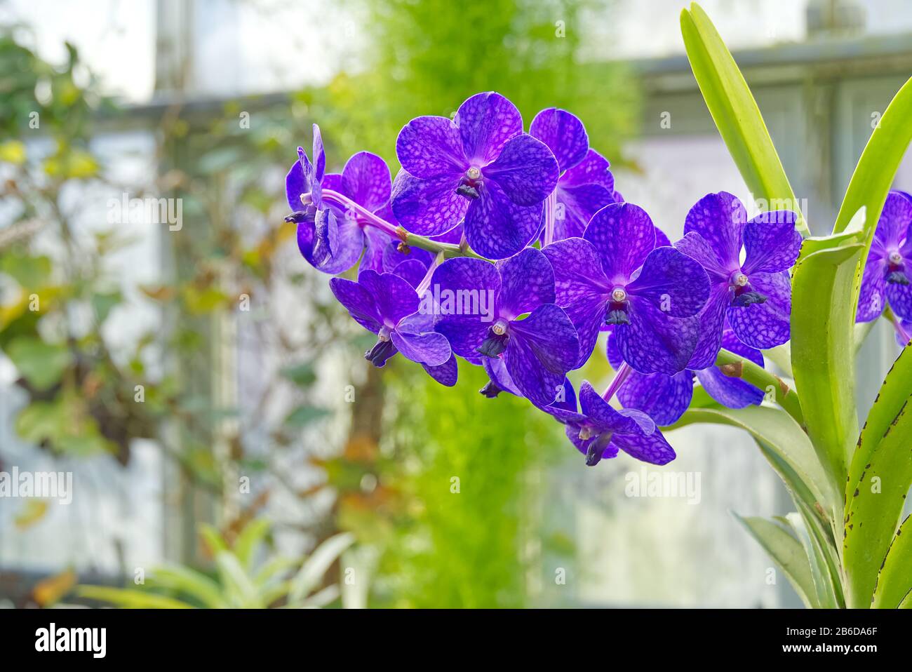 Blue Vanda Jones Orchid. Vanda is a genus in the orchid family Stock Photo