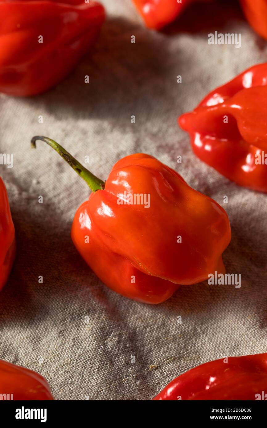 Raw Red Organic Habanero Peppers Ready to Cook Stock Photo